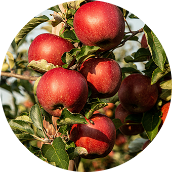 Frutteto