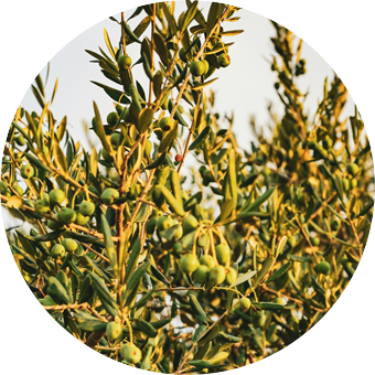 Oliveto